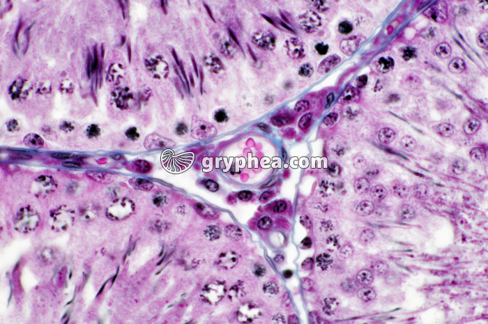 Testicule de Rat Cellules de Leydig x200 - gryphea.com